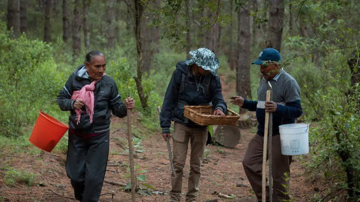 El colectivo Tetl Nanacatl lleva a cabo acciobes para la preservación de los conocimoientos ancestrales sobre los hongos silvestres Cortesía colectivo Tetl Nanacatl